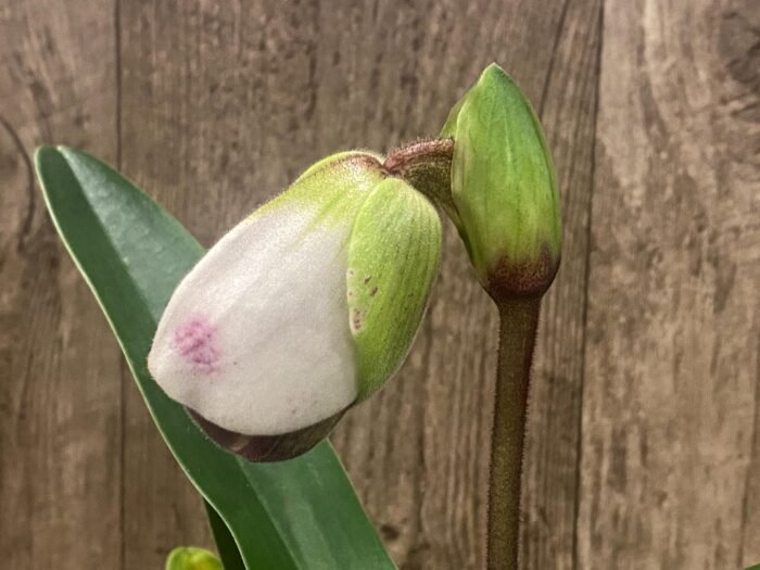 In Spike Paph. Winston Churchill 'Indomitable' fcc/aos x Paph. Aladdin 'Masterpiece' AM/AOS (3.5' pot) - Image 1