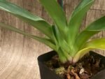 In Spike Paph. Winston Churchill 'Indomitable' fcc/aos x Paph. Aladdin 'Masterpiece' AM/AOS (3.5' pot) - Image 4
