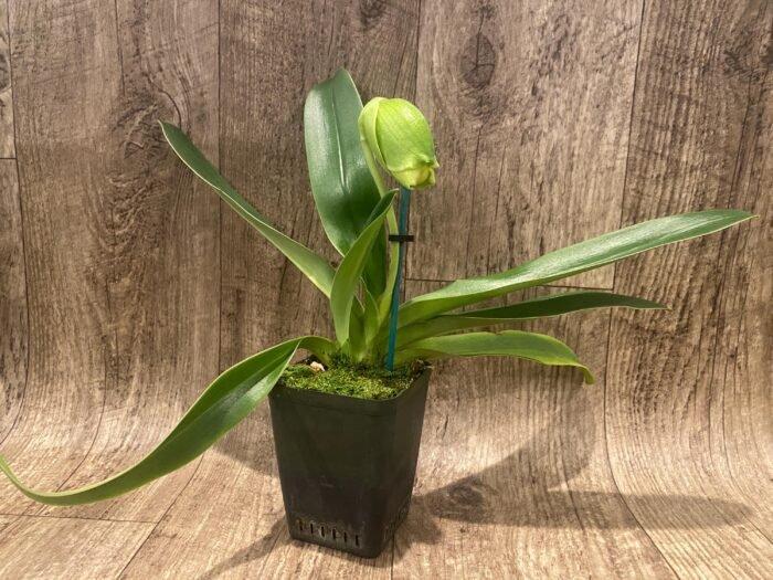 In Spike Paph. Hawaiian Shamrock 'May Flower' × Paph. Katai's Golden Emerald 'Twin Sisters' (3.5” pot) - Image 2