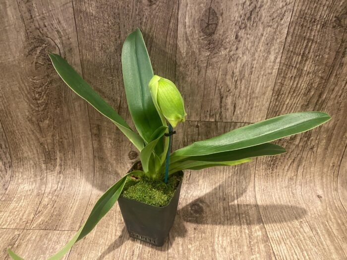 In Spike Paph. Hawaiian Shamrock 'May Flower' × Paph. Katai's Golden Emerald 'Twin Sisters' (3.5” pot) - Image 3