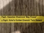 In Spike Paph. Hawaiian Shamrock 'May Flower' × Paph. Katai's Golden Emerald 'Twin Sisters' (3.5” pot) - Image 5