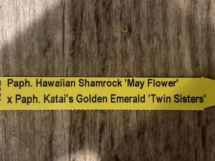 In Spike Paph. Hawaiian Shamrock 'May Flower' × Paph. Katai's Golden Emerald 'Twin Sisters' (3.5” pot) - Image 5