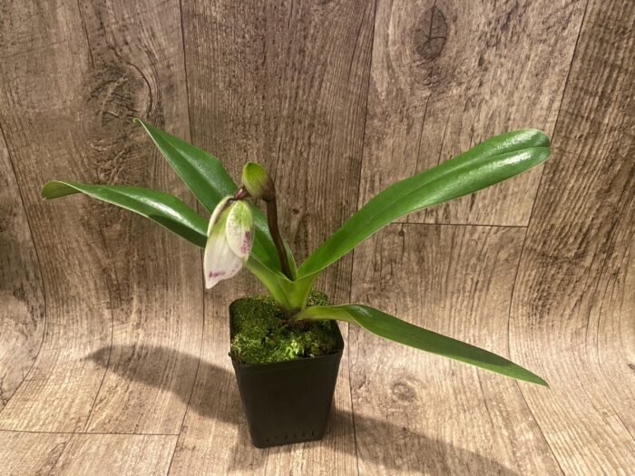 In Spike Paph. Hawaiian Flush 'Super Wide Petal' × Paph. Jaeger 'Double Power' (3.5” pot) - Image 3