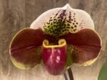 In Spike Paph. Marble Marie 'Fusion' x Paph. Yellow Leopard '#3’ (3.5” pot)