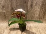 In Spike Paph. Marble Marie 'Fusion' x Paph. Yellow Leopard '#3’ (3.5” pot) - Image 3