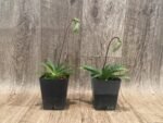 In Spike Paph. argus x sib (3.5" pot) - Image 2