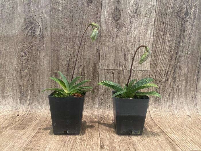 In Spike Paph. argus x sib (3.5" pot) - Image 2