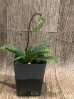 In Spike Paph. argus x sib (3.5" pot) - Image 4