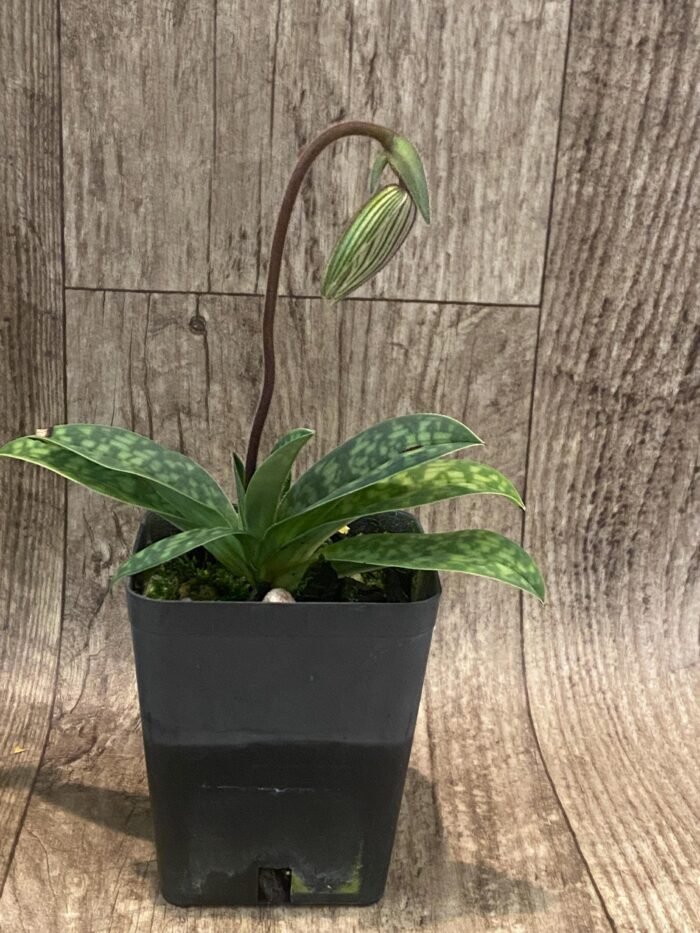In Spike Paph. argus x sib (3.5" pot) - Image 4