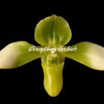 Paph. hirsutissimum var. esquirolei var. album (3.5” pot)