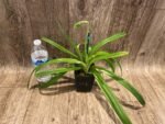 Paph. hirsutissimum var. esquirolei var. album (3.5” pot) - Image 5