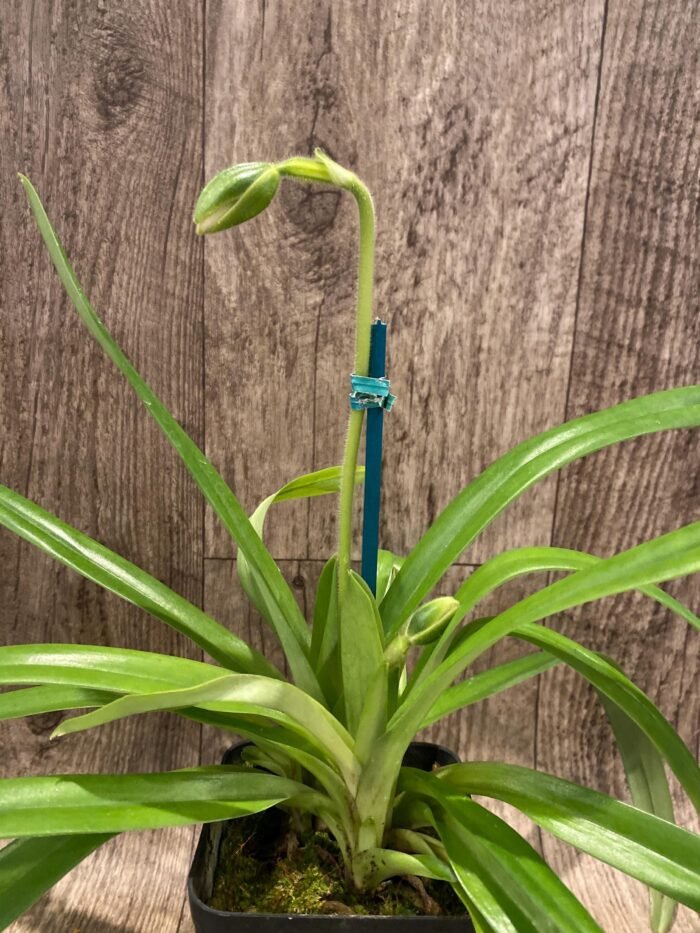 Paph. hirsutissimum var. esquirolei var. album (3.5” pot) - Image 7