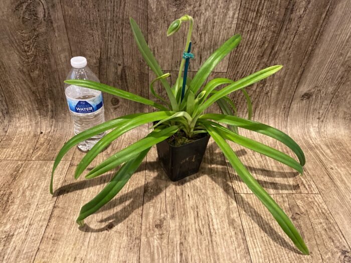 Paph. hirsutissimum var. esquirolei var. album (3.5” pot) - Image 3
