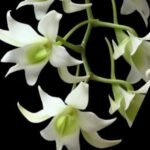 Sobennikoffia humbertiana x sib (3.5” pot)