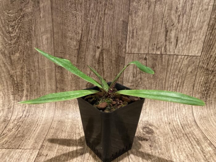 Paph. charlesworthii x self (3.5" pot) - Image 2