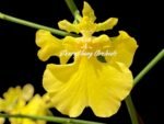 Tall Spikes - Oncidium Sweet Sugar 'Lemon Drop' HCC/AOS  (3.5” Pot)