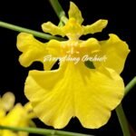 Tall Spikes - Oncidium Sweet Sugar 'Lemon Drop' HCC/AOS  (3.5” Pot)