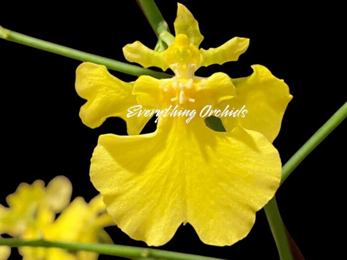 Tall Spikes - Oncidium Sweet Sugar 'Lemon Drop' HCC/AOS  (3.5” Pot) - Image 1
