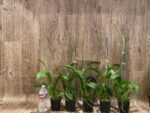 Tall Spikes - Oncidium Sweet Sugar 'Lemon Drop' HCC/AOS  (3.5” Pot) - Image 3