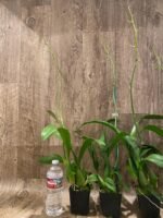 Tall Spikes - Oncidium Sweet Sugar 'Lemon Drop' HCC/AOS  (3.5” Pot) - Image 5