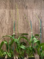 Tall Spikes - Oncidium Sweet Sugar 'Lemon Drop' HCC/AOS  (3.5” Pot) - Image 6