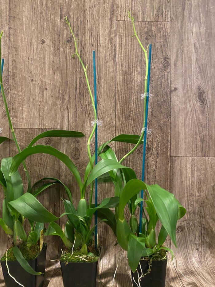 Tall Spikes - Oncidium Sweet Sugar 'Lemon Drop' HCC/AOS  (3.5” Pot) - Image 7