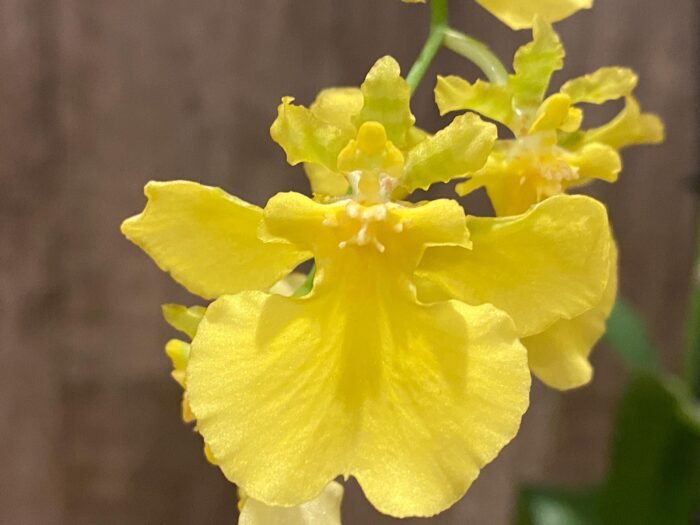 Tall Spikes - Oncidium Sweet Sugar 'Lemon Drop' HCC/AOS  (3.5” Pot) - Image 2