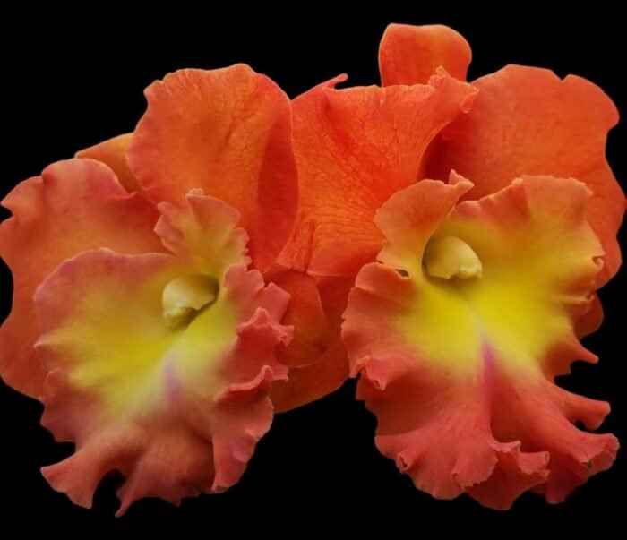 RIc. Star of Siam (3.5 pot) - Image 1