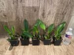 RIc. Star of Siam (3.5 pot) - Image 3