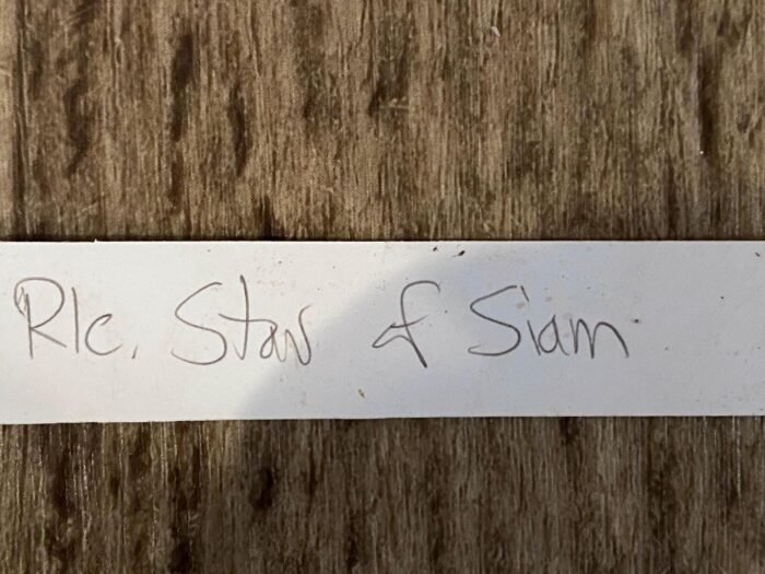 RIc. Star of Siam (3.5 pot) - Image 7