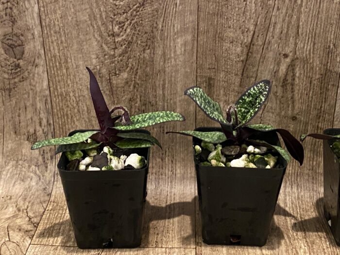 IN SPIKE Paph. delenatii v. vinicolor x sib 'Dark' (3.5” pot) - Image 4