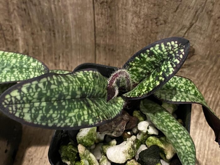 IN SPIKE Paph. delenatii v. vinicolor x sib 'Dark' (3.5” pot) - Image 6