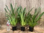 In Spikes Miltoniopsis Lennart Karl Gottling 'Red Rim'(Timberline x Pearl Ono) Large Multi-growths (3.5" pot) - Image 2