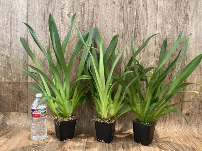 In Spikes Miltoniopsis Lennart Karl Gottling 'Red Rim'(Timberline x Pearl Ono) Large Multi-growths (3.5" pot) - Image 2