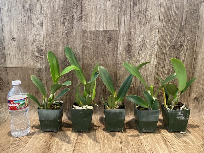 Lc. Busy Bev ‘Blue Jewel’ (3.5” pot) - Image 2