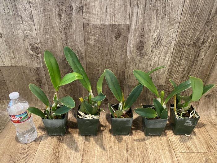 Lc. Busy Bev ‘Blue Jewel’ (3.5” pot) - Image 3