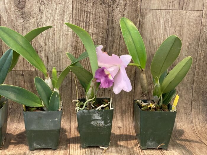 Lc. Busy Bev ‘Blue Jewel’ (3.5” pot) - Image 6
