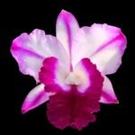 Lc. Robert Strait 'Islander Delight' (3.5 pot)