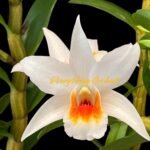 In Buds Dendrobium Lori's Star (Dawn Maree x Lori Tokunaga 4N) (3.5” Pot)