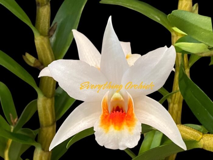 In Buds Dendrobium Lori's Star (Dawn Maree x Lori Tokunaga 4N) (3.5” Pot) - Image 1