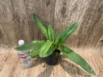 3 Growths Paph. Kolopakingii var. Topperi ‘Crown’ x Greyi alba (5” pot) - Image 4