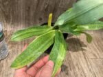 Rare 2 Growths Paph. Greyi x (Kolokopingii var. Topperi ‘Crown’) Varigated Leaves (5” pot) - Image 4