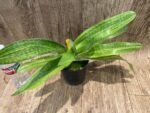 Rare 2 Growths Paph. Greyi x (Kolokopingii var. Topperi ‘Crown’) Varigated Leaves (5” pot) - Image 5