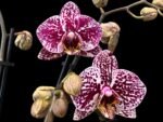 Double Spikes Phalaenopsis Dtps. (Formosa Cranberry X Happy Tree) (3.5" pot)