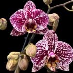 Double Spikes Phalaenopsis Dtps. (Formosa Cranberry X Happy Tree) (3.5" pot)