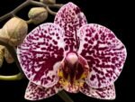 Double Spikes Phalaenopsis Dtps. (Formosa Cranberry X Happy Tree) (3.5" pot) - Image 2