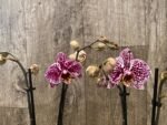 Double Spikes Phalaenopsis Dtps. (Formosa Cranberry X Happy Tree) (3.5" pot) - Image 3