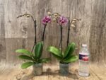 Double Spikes Phalaenopsis Dtps. (Formosa Cranberry X Happy Tree) (3.5" pot) - Image 4