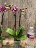 Double Spikes Phalaenopsis Dtps. (Formosa Cranberry X Happy Tree) (3.5" pot) - Image 7