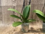 Double Spikes Phalaenopsis Dtps. (Formosa Cranberry X Happy Tree) (3.5" pot) - Image 8
